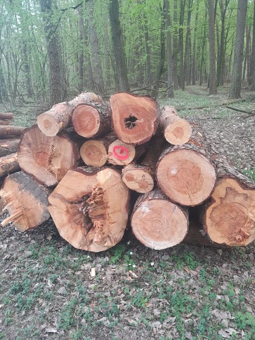 Drewno opałowe kominkowe grab dąb brzoza sosna