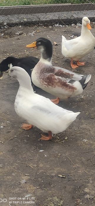 Продам уток голубой фаворит, чери Вилли, и, и  индо утки.
