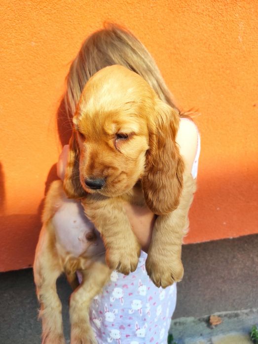 Cocker spaniel angielski chłopak