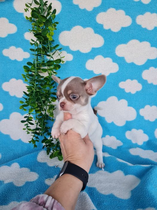 Estupenda mini menina chihuahua/chiuaua de Qualidade,LinhagemRussa