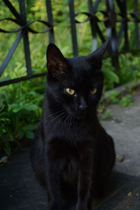 Котята в любящую семью   Харьков