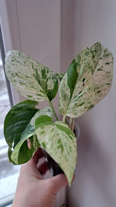 Епіпремнум Pinnatum Marble  King