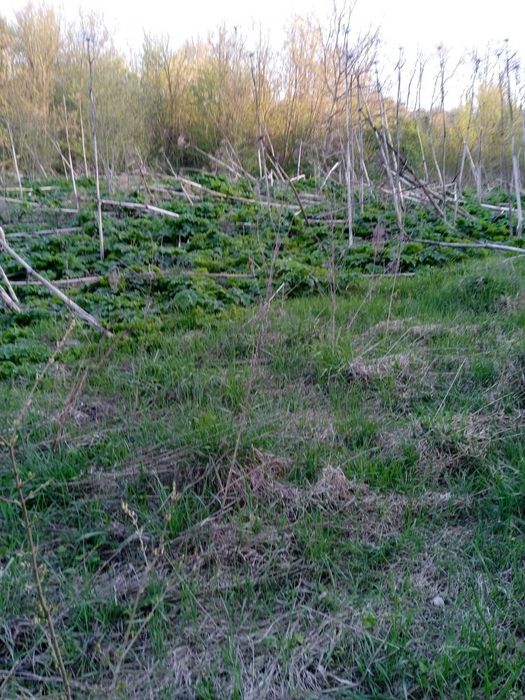 Продам земельну ділянку с. Олешин