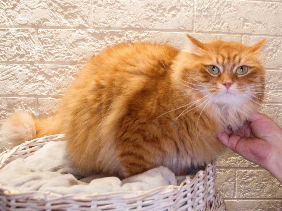отдам кота ласковый, 1,5 года
