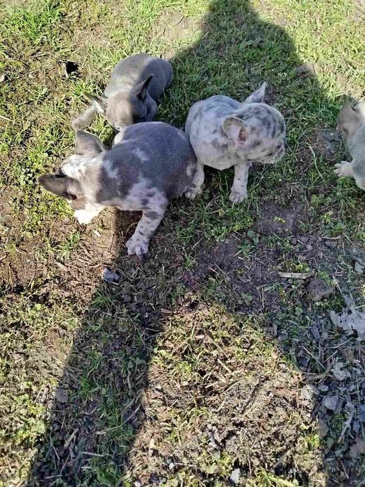 Французские бульдожки