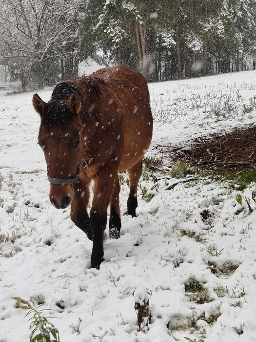 żrebaki huculskie po rodzicach programowych