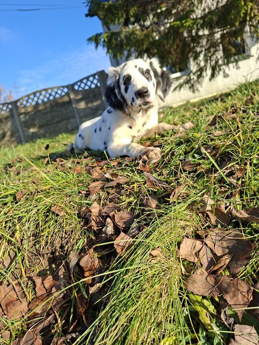 Dalmatyńczyk  długowłosy