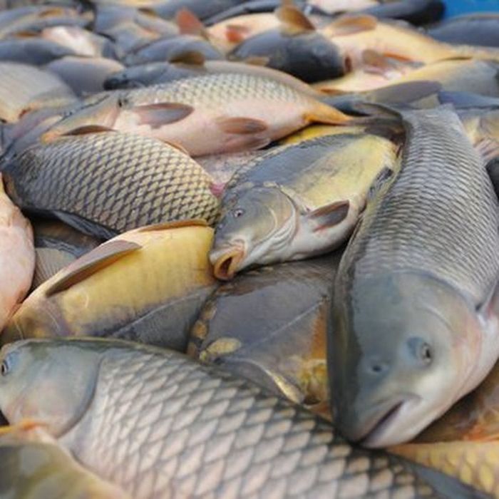 Продаємо опт. свіжу рибу: товстолоб,тарань,лящ,карась,короп,чоп,судак,