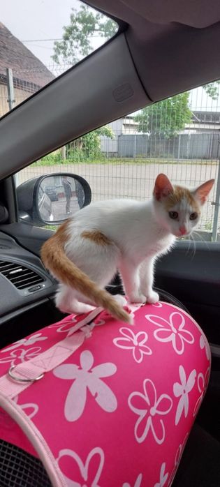 Młody uroczy kocurek Filemon szuka super chaty