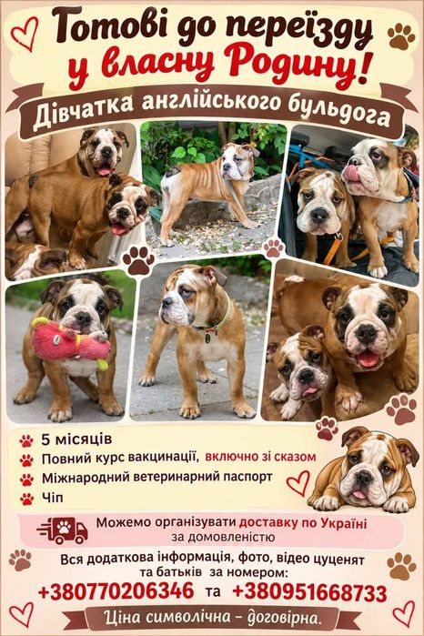 Англійський бульдог