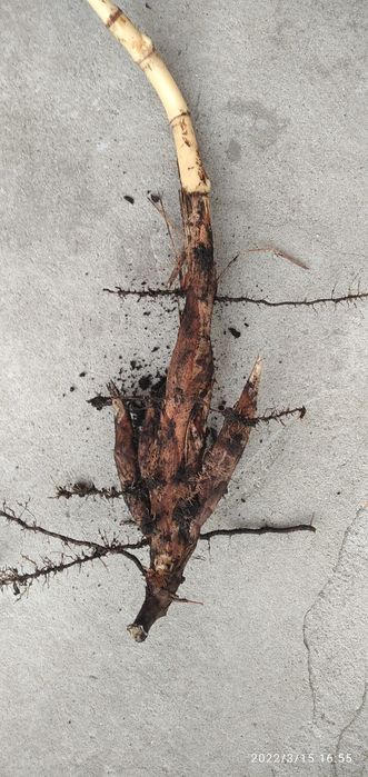 Miscant olbrzymi - karpy