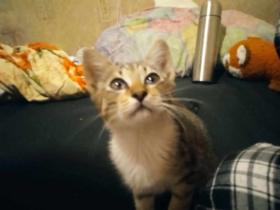 Отдам кошечку бесплатно в добрые руки