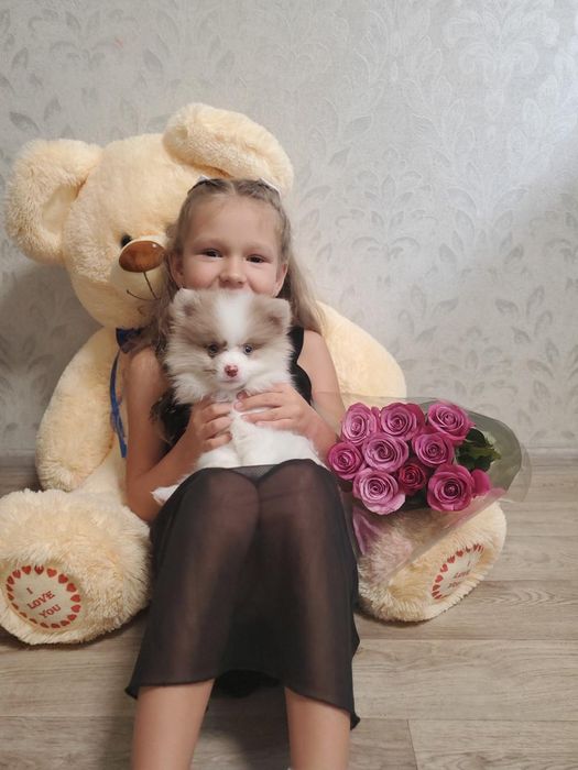 Мальчик шпица. Для вязки