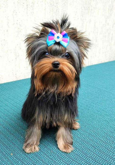 York , Yorki -  Śliczna suczka  Yorkshire Terrier  ZKwP   FCI .