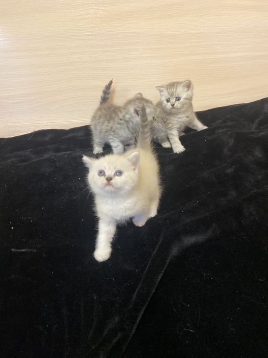 Шотландские котята