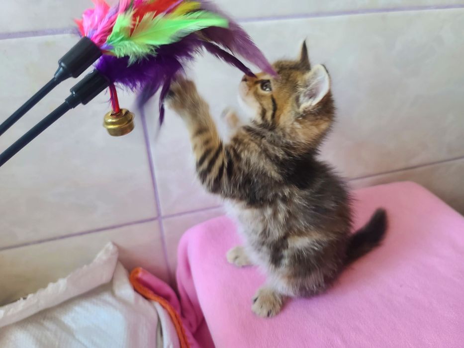 Кото-дитина в мріях про сім'ю, кішка Міра, 2м, кіт, кішка