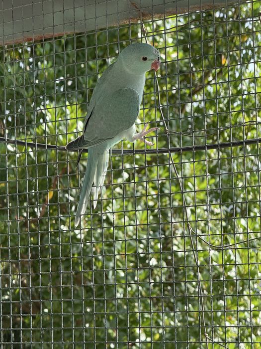 Ring necks Violetas cc opalino esmeralda