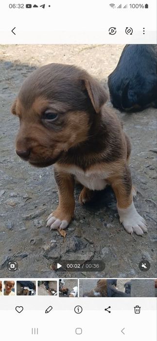 Віддам в добрі руки!