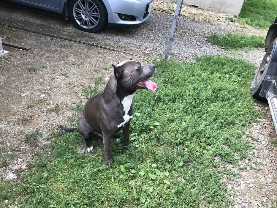 Цуцики -Щенки Амстаффа