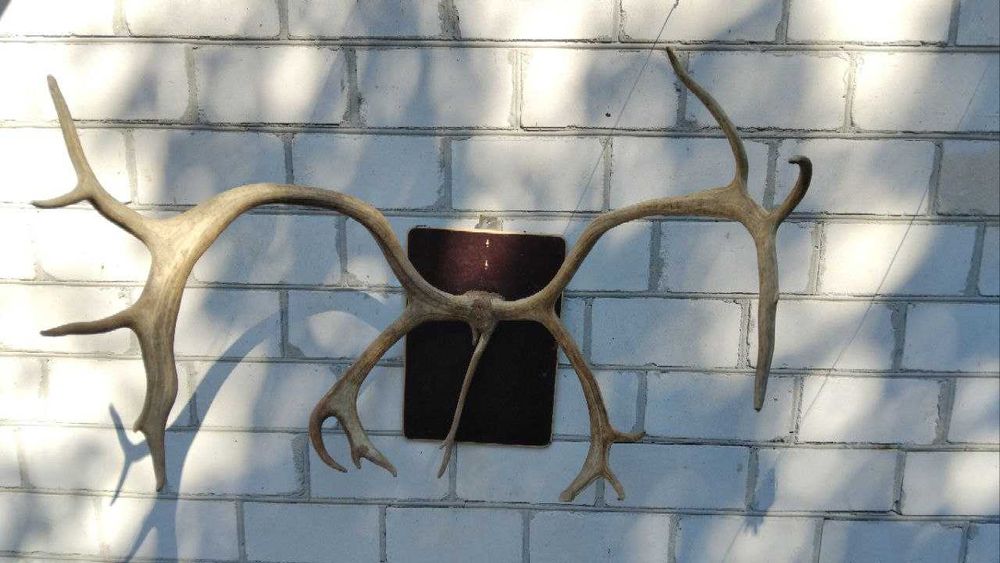 Роги оленів Великі дві пари