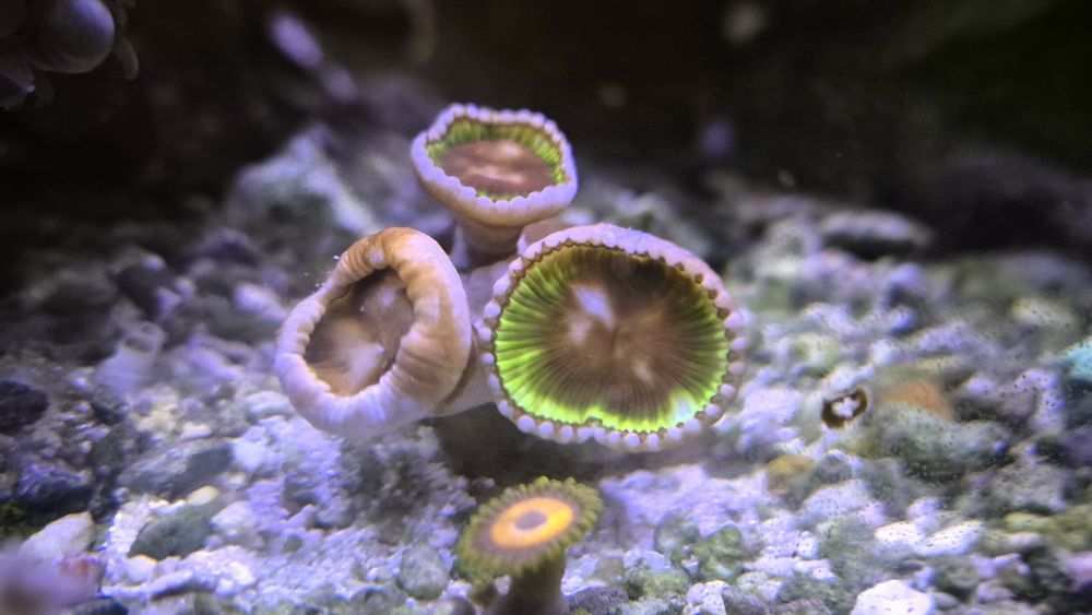 Zoanthus Grandis dlkoralowiec miękki