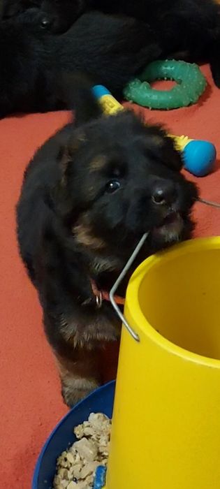 Німецька вівчарка