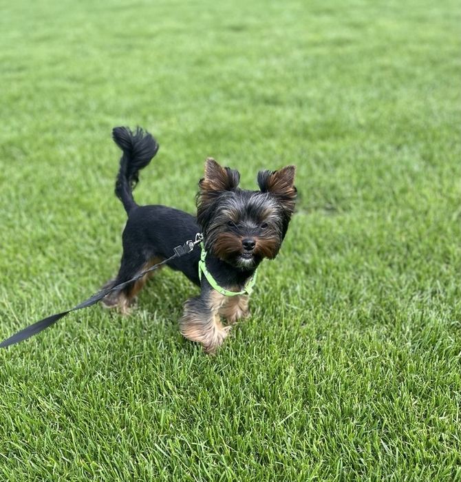 Йорк, Йоркширський тер'єр, злучка, вʼязка