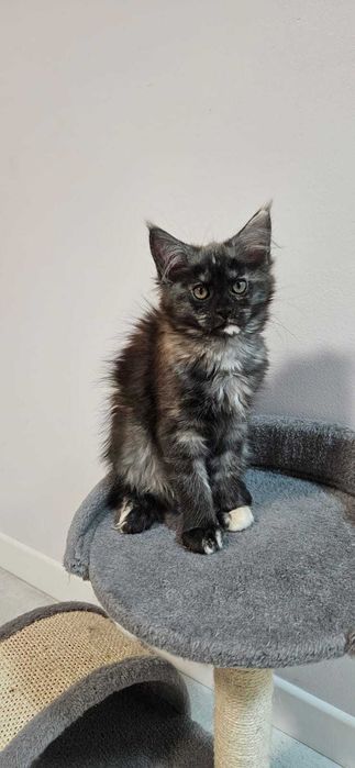 Kotka Maine Coon Hestia Hipkowo.PL