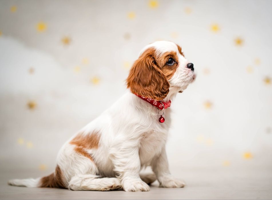 Cavalier king charles spaniel suczka