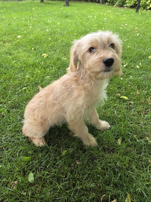 Goldendoodle mini szczeniak suczka