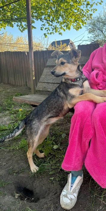 Віддам цуценя в добрі руки