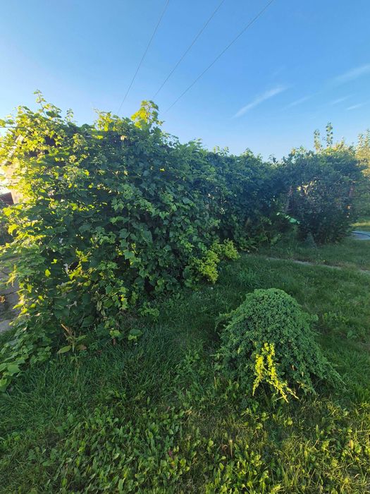 Działka ROD 400m2, Nysa ul. Mickiewicza