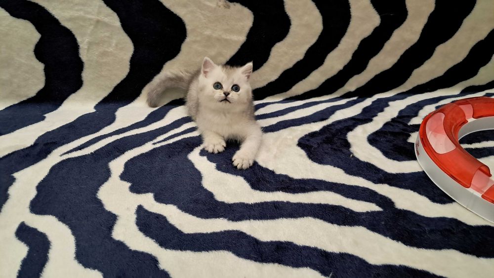 Ласковый шотландский котенок серебристая шиншилла