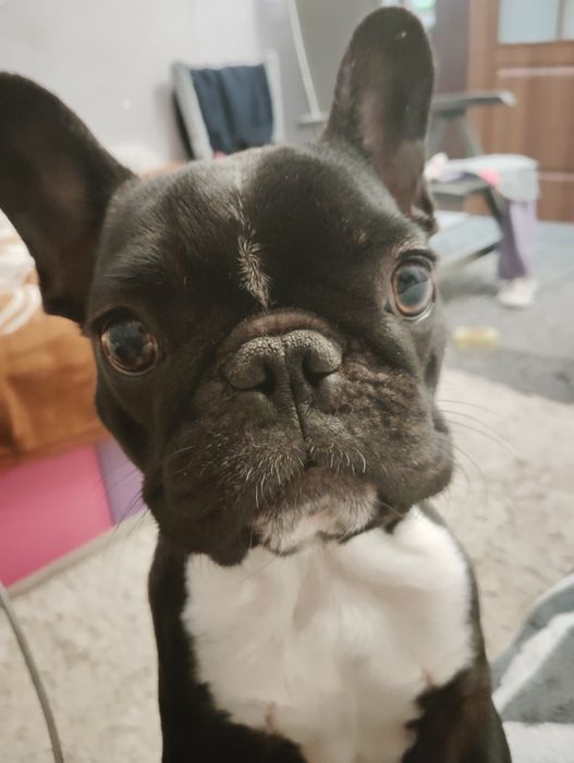 Віддам в хороші руки