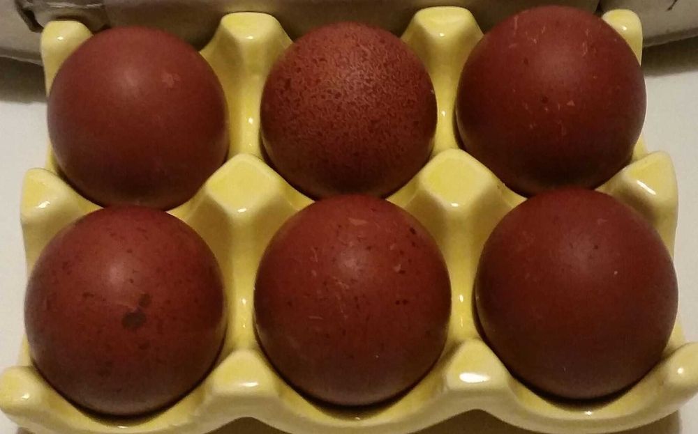 Maransy jaja lęgowe