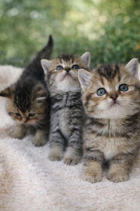 Gatinho Scottish Straight Golden Tabby