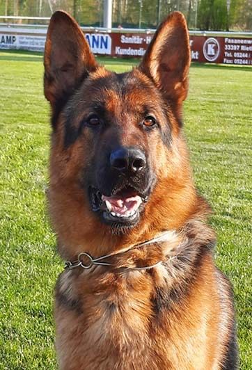 Owczarek niemiecki FCI