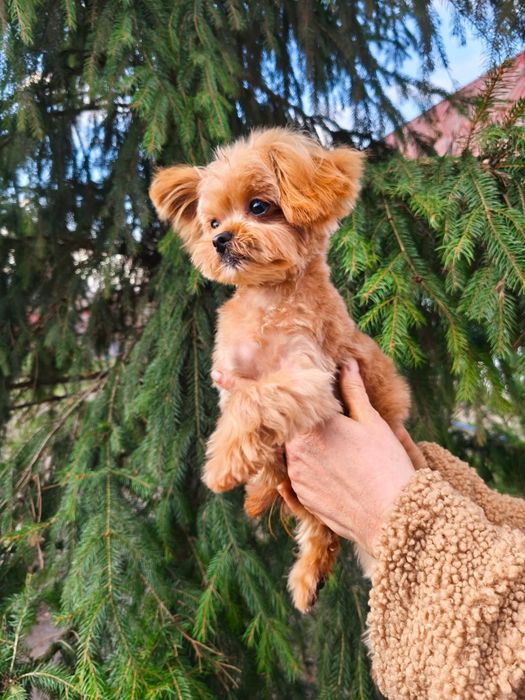 Мальтіпу 1 кг  міні  хлопчик