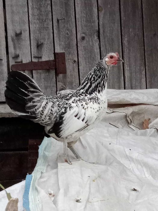 Продам парами (П+К) молодняк декоративних курочок Бентамок.