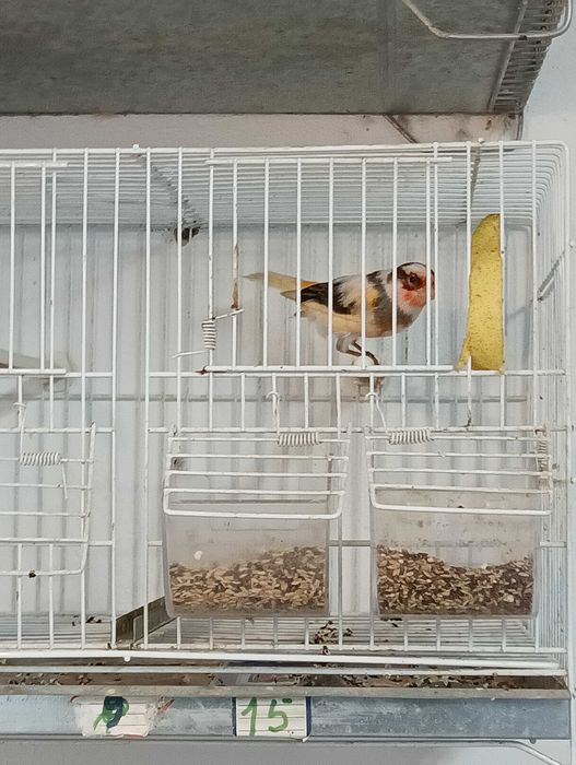 Alerquim português passaro