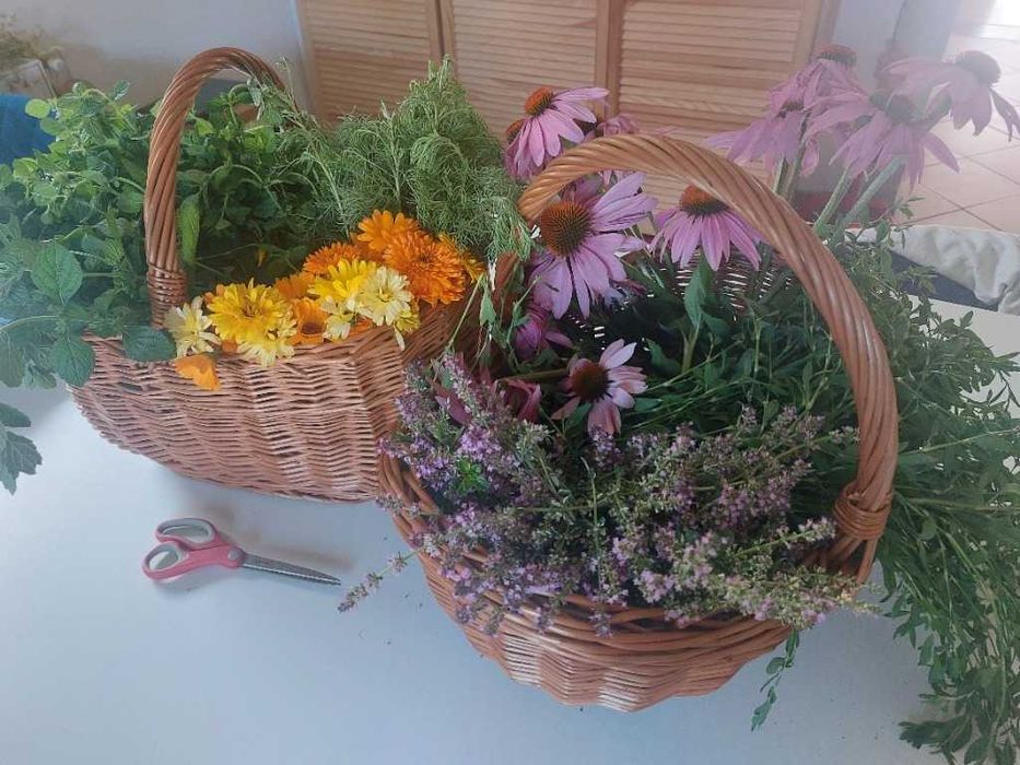 Ocet z jeżówki purpurowej, echinacea | 100 ml