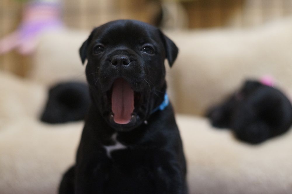 Staffordshire Bull Terrier