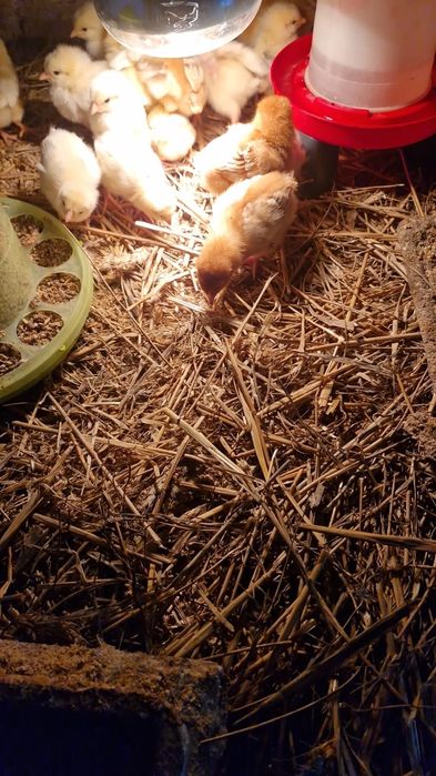 Kurczaki nioska i brojler