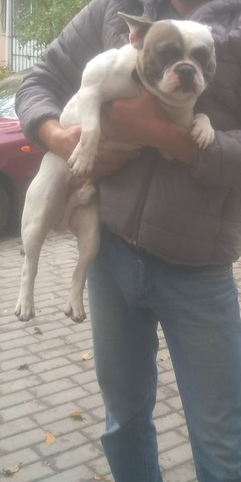 Вязка французского бульдога