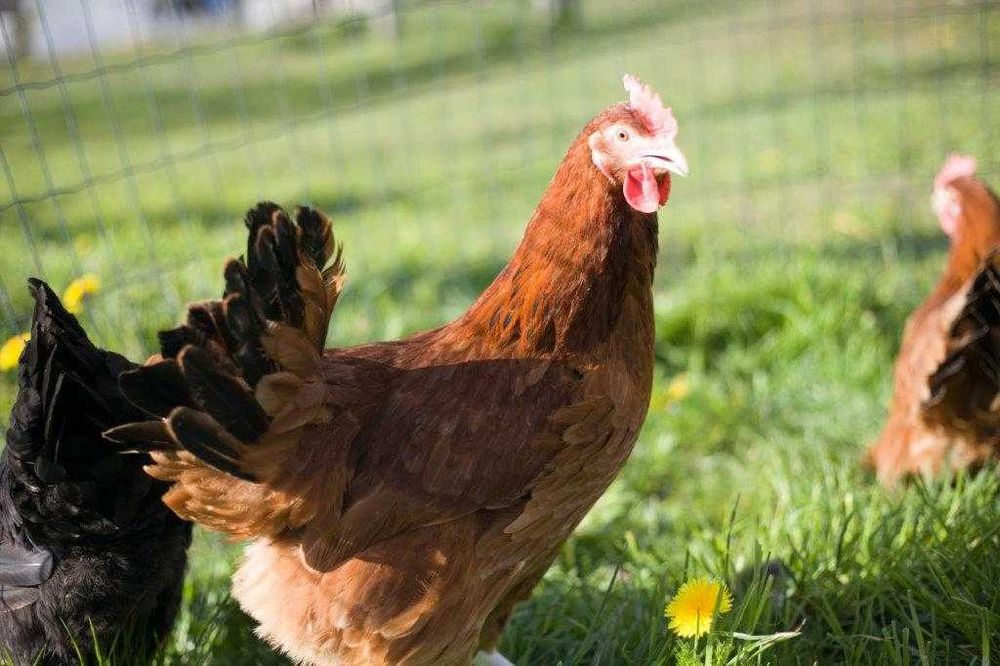 Kurka nioska na jajko Tetra odchowana