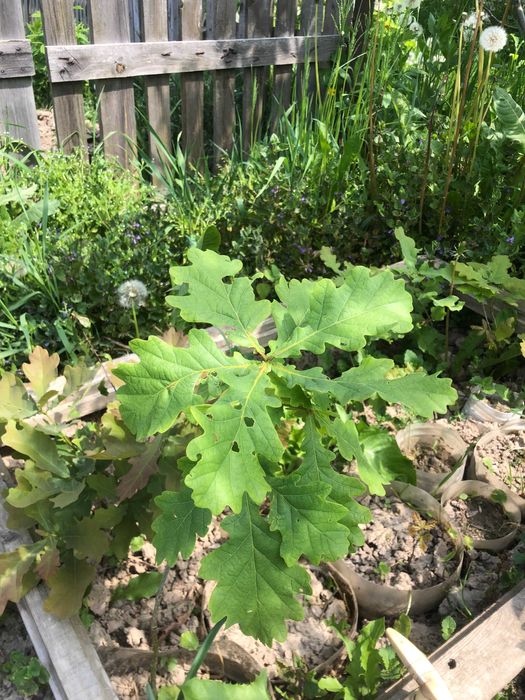 Дуб. Саженцы разного возраста