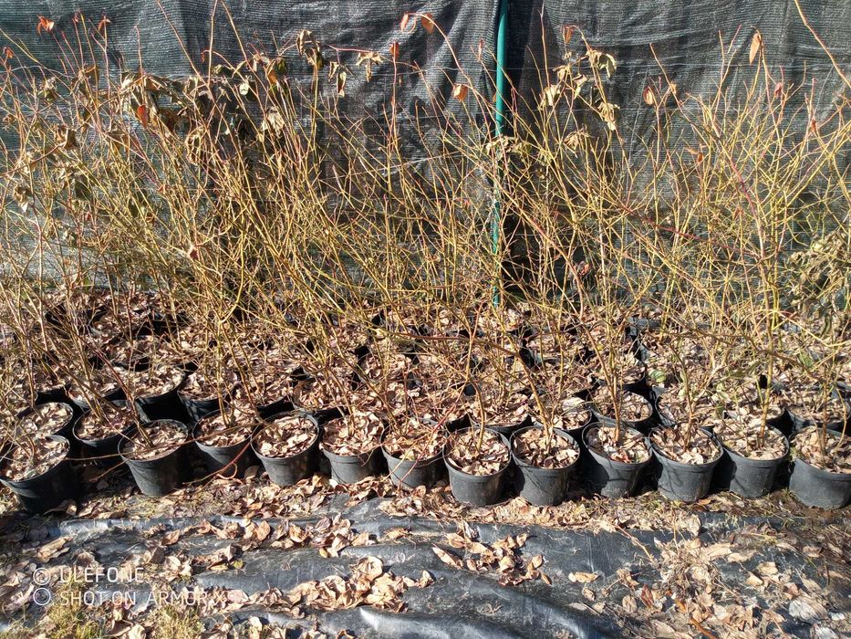 Sadzonki borówki amerykańskiej 5-6 letnie