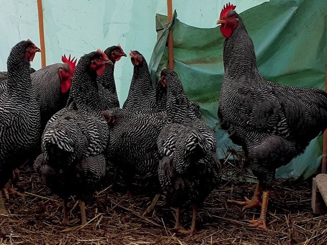 Яйце для інкубації, курчата, Амрокс. Птиця.