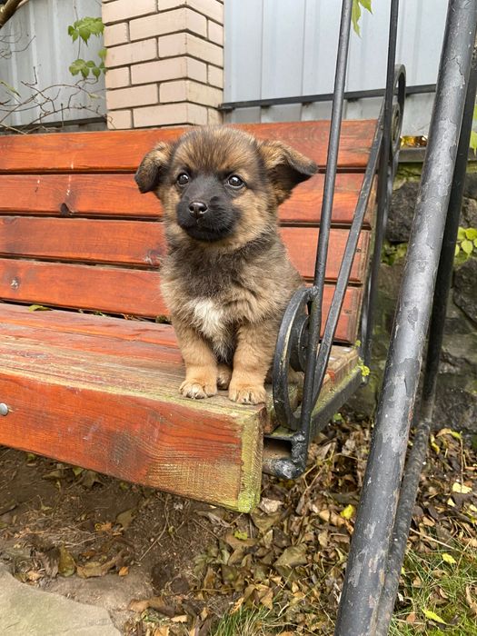 Віддам цуценят в хороші руки