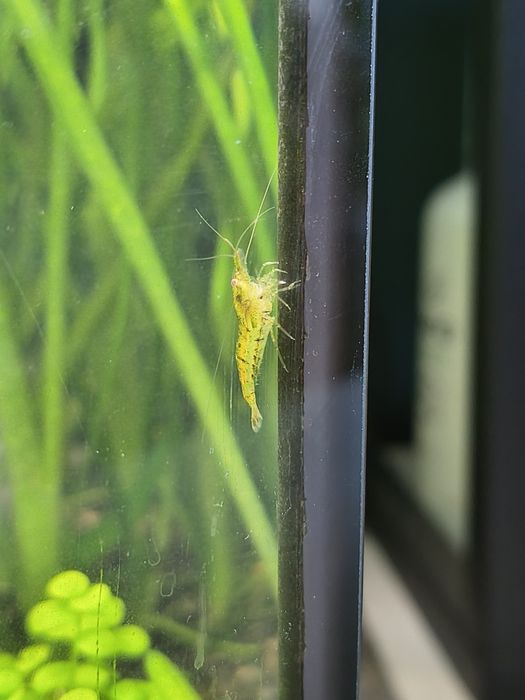Krewetki Caridina tiger